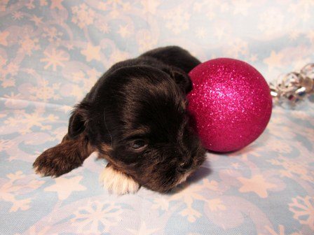 havanese-puppies